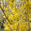 Northern Gold Forsythia #2 - Image 2